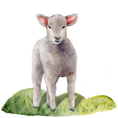 Watercolor spring card with lamb on the meadow. Hand painted green grass and pet isolated on white background. Animal illustration for design, print, fabric or background.