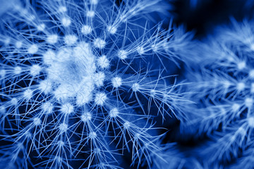 Macro photo of cactus and spines on blue background. Colored in classic blue. Color of 2020