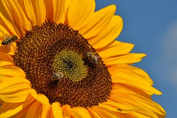 beautiful sunflower blooming 