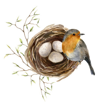 Watercolor easter card with bird and nest. Hand painted spring nest with eggs, feathers and branch isolated on white background. Holiday wildlife illustration for design, print or background.