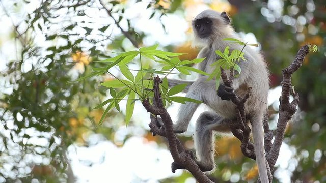 Gray langur (Semnopithecus), also called Hanuman langur is a genus of Old World monkeys native to the Indian subcontinent. Ranthambore National Park Sawai Madhopur Rajasthan India