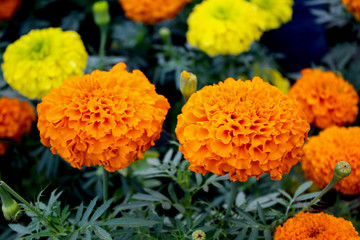 Orange Marigold Flowers in Garden