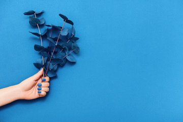 Female hand with trendy blue manicure and branches of eucalyptus on blue background.
