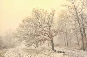 Mysterious winter foggy landscape. Broad leaf trees in fog, gloomy creepy landscape, glaze ice and rime, snow.  .