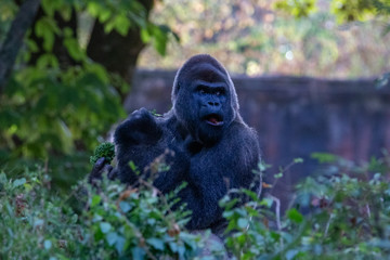 Surprised Gorilla