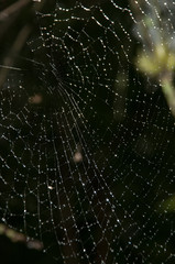 Spider's web with raindrops. Geometries of nature. Brazil