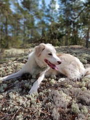Ozzy the dog resting on a mossy hill with sunshine and forest background