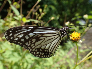 Schmetterling 1 