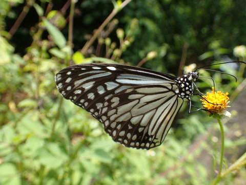 Schmetterling 2 
