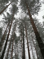 Fototapeta premium trees in forest
