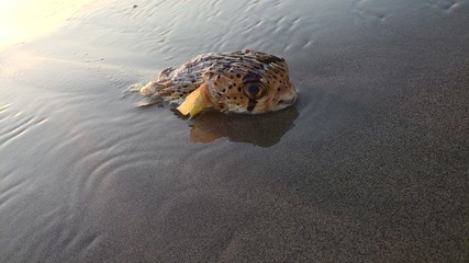 ballon fish