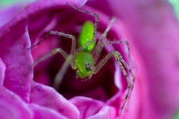 araña lince verde