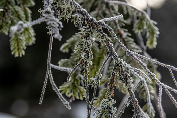 frozen branches