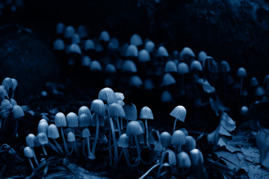 Small white poisonous toadstools in a trendy classic blue tone. Classic Blue color 2020.