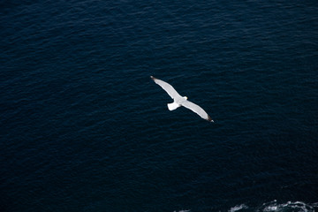 lone seagull flying over a calm ocean