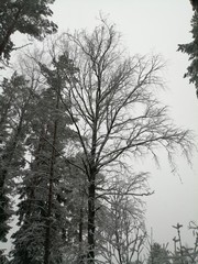 trees in winter