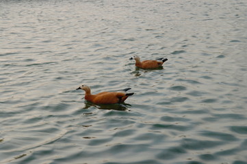 pair of ducks Ogar in the pond - obrazy, fototapety, plakaty