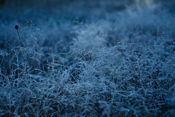 Frozen grass and leaves with hoarfrost in a trendy blue tone.