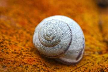 Schneckenhaus auf Herbstlaub