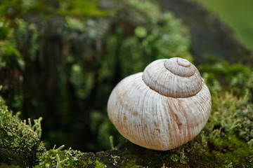 Weinbergschneckenhaus