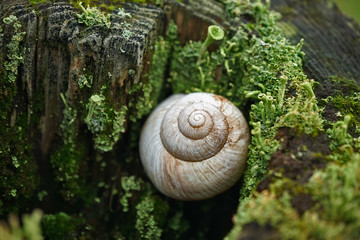 Weinbergschneckenhaus