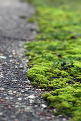 green moss on asphalt road
