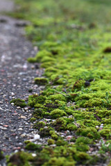 green moss on asphalt road