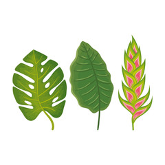 flower heliconia with leafs isolated icon vector illustration design