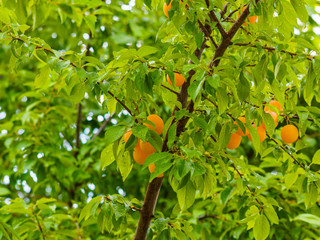 (Prunus domestica syriaca) Gelbe Mirabellen oder Gelbe Zwetschge