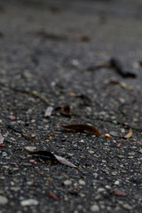 dry autumn leafs on black asphalt
