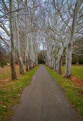 Alley of plane trees