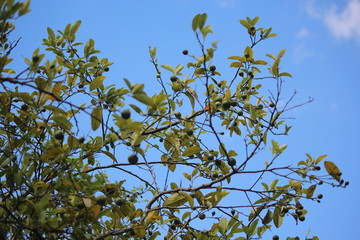 lemon tree
