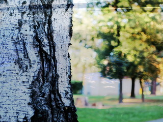 The mixed image of the textured surface of white and grey colors and the natural background of the view of the lake at the warm summer sunset at the City Park. 