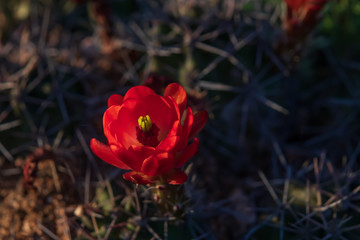 Obraz premium Red flower on a cactus, close-up