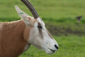 Close up portrait of a scimitar horned oryx (oryx dammah).