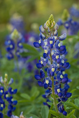 Bluebonnets, close-up