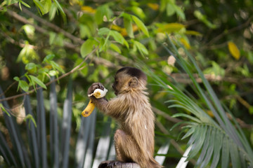 Baby nail monkey cub eating banana