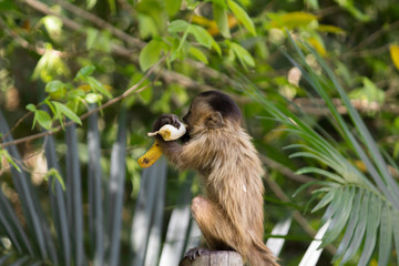 Baby nail monkey cub eating banana