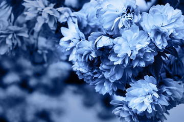 Classic blue background. Color of the year 2020. Blossoming flowers of cherry