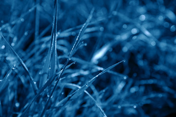 Morning grass with dew drops in a trendy blue tone. Colorful background.