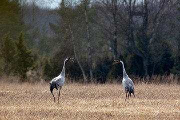 Obraz na płótnie Canvas Common cranes calling to each other