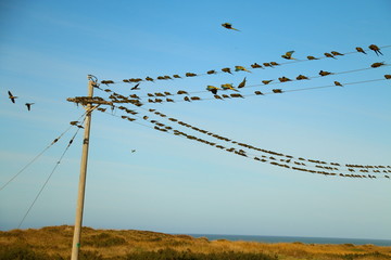 muchas aves en cables de luz
