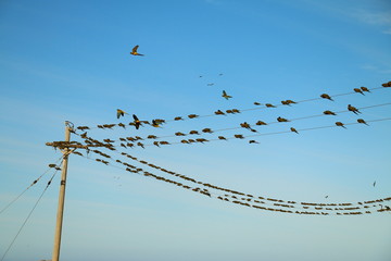 muchas aves en cables de luz