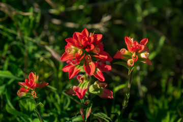 Obraz premium Indian Paintbrush wildflowers close-up