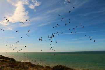 miles de avesvolando libremente sobre cielo azul con nubes