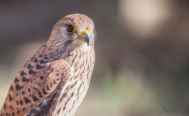 Lesser Kestrel female closeup or falco naumanni