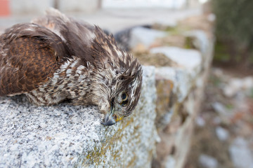 Wild bird of prey dead after being shoot near village