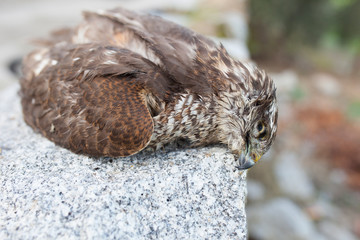 Wild bird of prey dead after being shoot near village