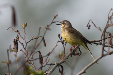 Yellow wagtail singing on the branch