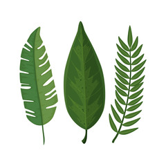 leafs nature tropical isolated icon vector illustration design